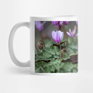 Cyclamen hederifolium (ivy-leaved cyclamen) Mug